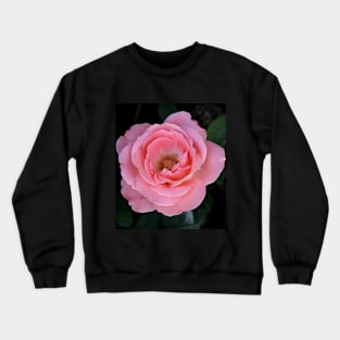 Bright pink rose blossom on dark green black background Crewneck Sweatshirt